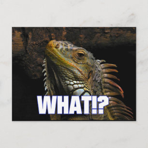 The What!? Iguana Postcard