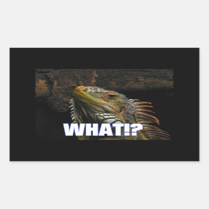 The What!? Iguana Sticker