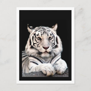 The White Bengal Tiger Postcard