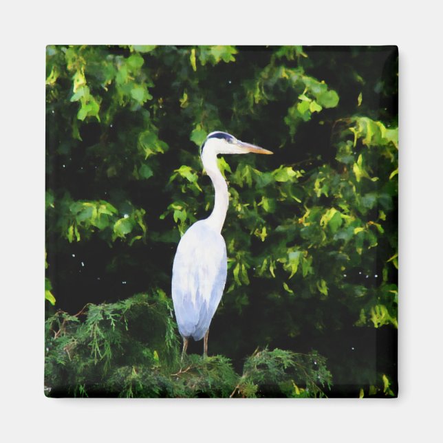 The White Bird Magnet (Front)
