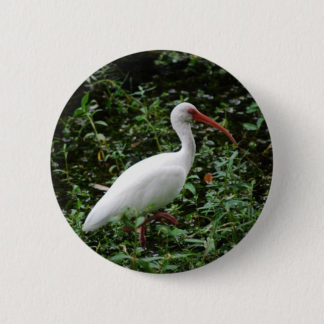 The White Ibis... 2 Inch Round Button (Front)