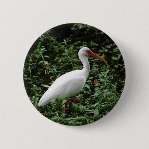 The White Ibis... 2 Inch Round Button