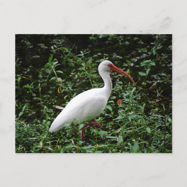 The White Ibis... Postcard (Front)