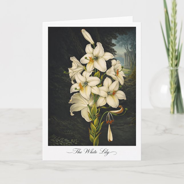The White Lily — Modern Botanical Reinterpretation Card (Front)