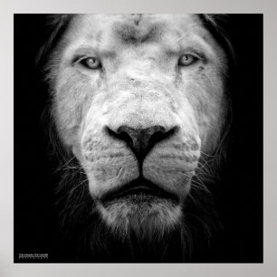 The White Lion Poster