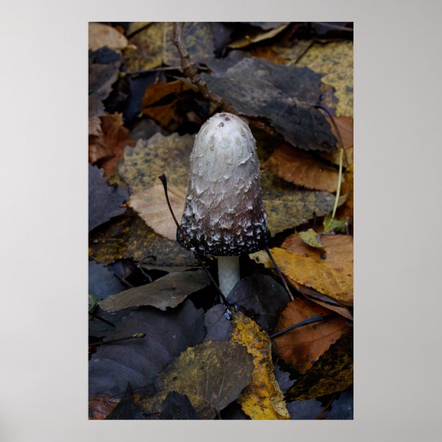 The White Mushroom Poster (Front)