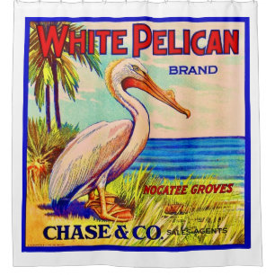 The White Pelican