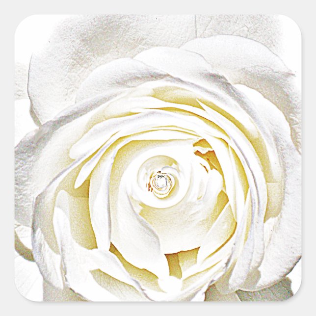 The White Rose of Love_ Square Sticker (Front)