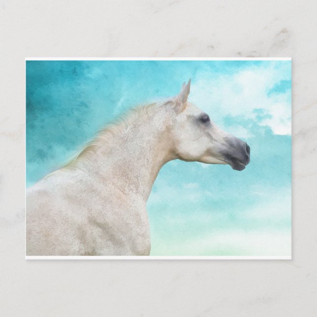 The White Stallion Postcard (Front)