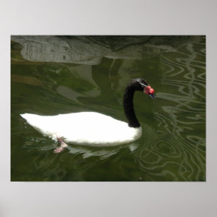 The White Swan Poster