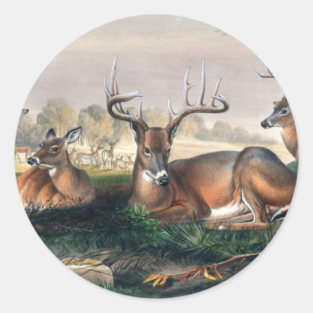 The White-Tailed by Joseph Wolf Classic Round Sticker (Front)