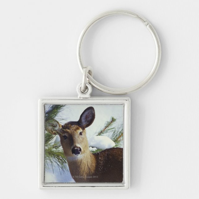The White-tailed deer (Odocoileus virginianus), Keychain (Front)