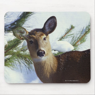 The White-tailed deer (Odocoileus virginianus), Mouse Pad