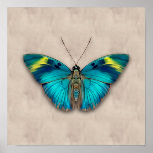 The Widespread Forester Butterfly Poster