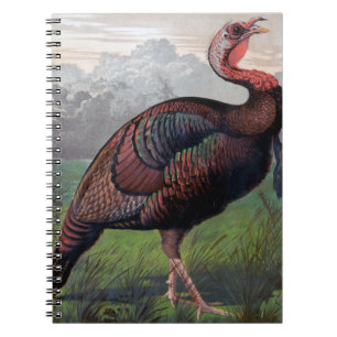 The Wild American Turkey Cock, illustration from ' Notebook