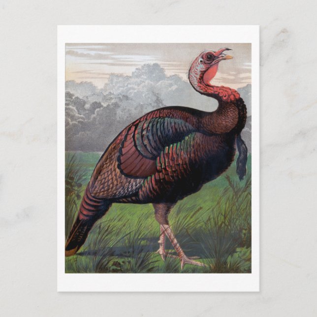 The Wild American Turkey Cock, illustration from ' Postcard (Front)
