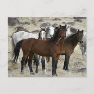 The Wild Ones Postcard