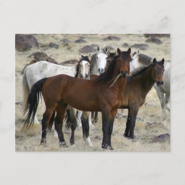 The Wild Ones Postcard (Front)