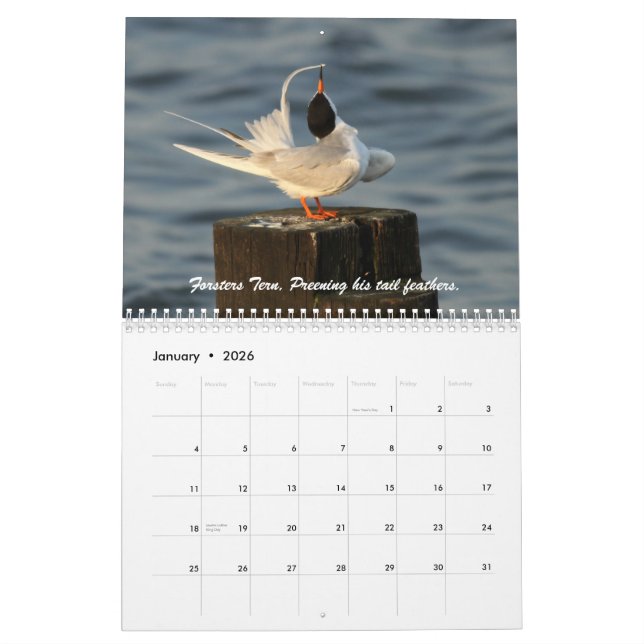 The Wild World of Terns and Gulls Calendar (Jan 2026)
