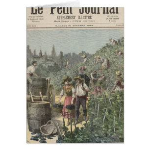 The Wine Harvest