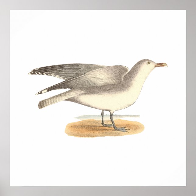 The Winter Gull	(Larus argentatus) Poster (Front)