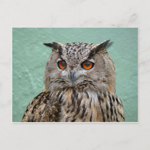 The Wise Owl Postcard
