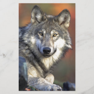 The Wolf