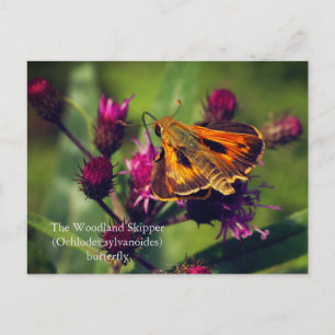 The Woodland Skipper butterfly Holiday Postcard