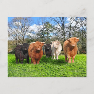 "The Woolies" Postcard