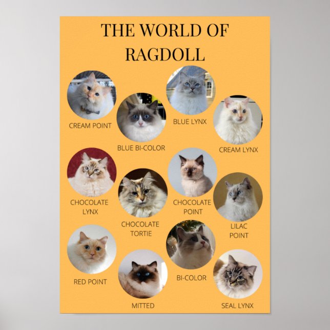 The World of Ragdoll, Printable A3 or smaller Poster (Front)