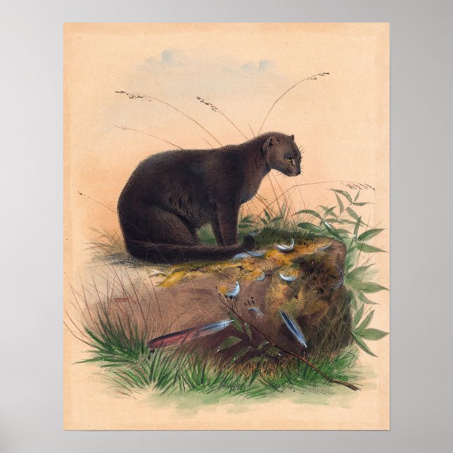 The Yaguarundi Cat by Joseph Wolf Poster (Front)