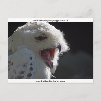 The Yawn Postcard
