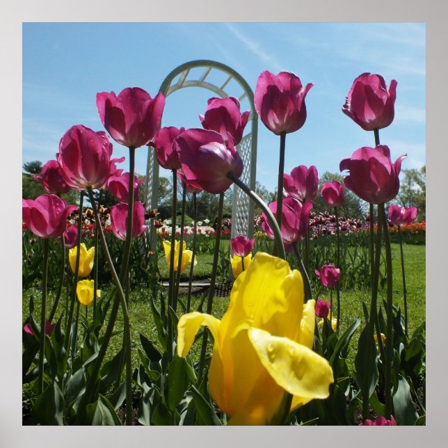The Yellow and Purple Tulips Poster (Front)
