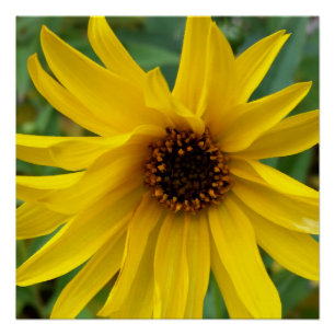 the yellow flowers of autumn poster