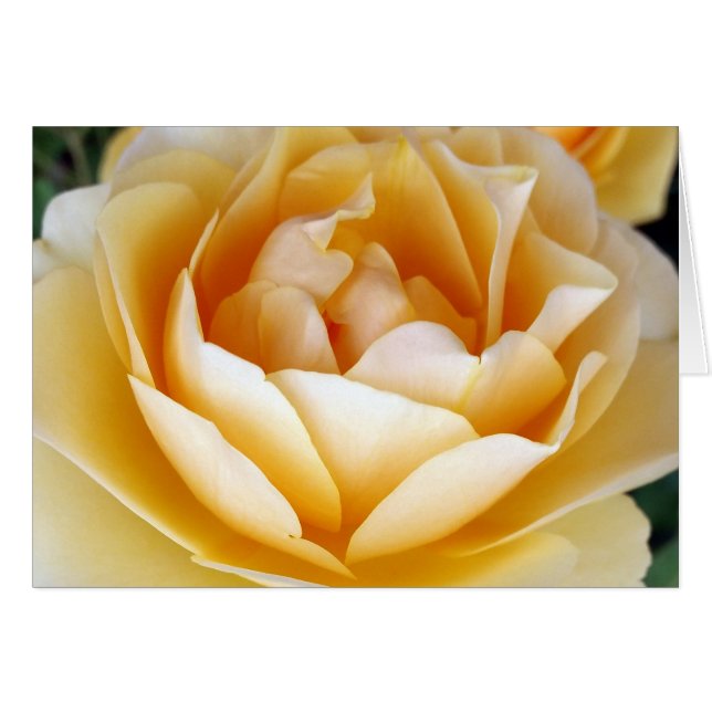 The Yellow Rose (Front Horizontal)