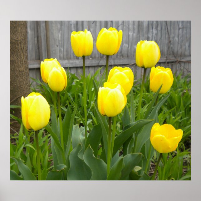 The Yellow Tulips Poster (Front)