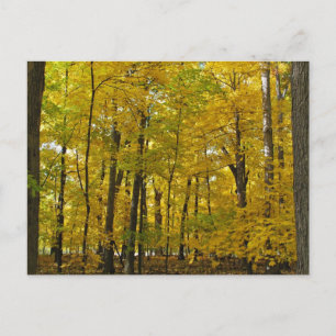 The Yellow Woods Postcard
