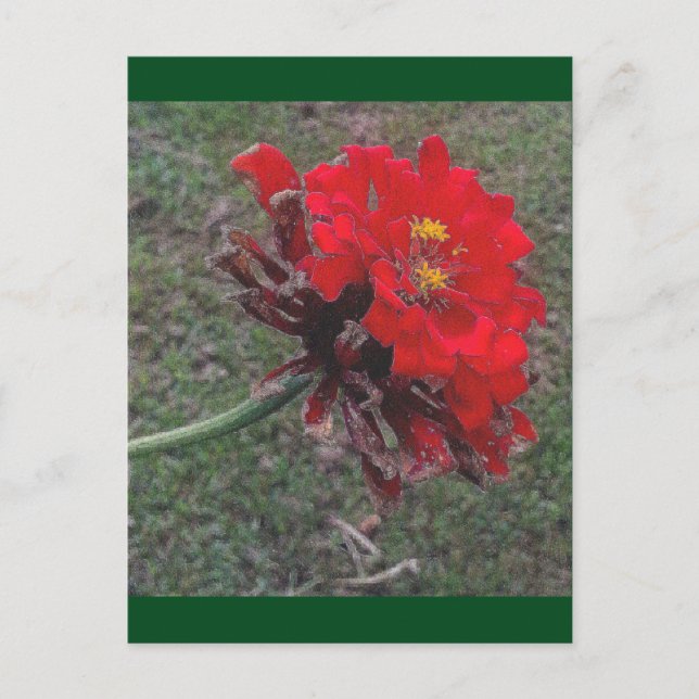 The Zinnia Postcard (Front)