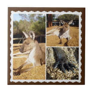 Thee Kangaroo Picture Collage, Ceramic Tile
