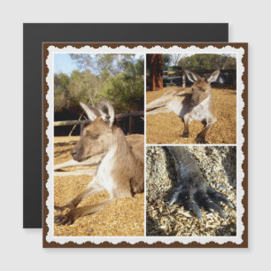 Thee Kangaroo Picture Collage, Magnetic Card