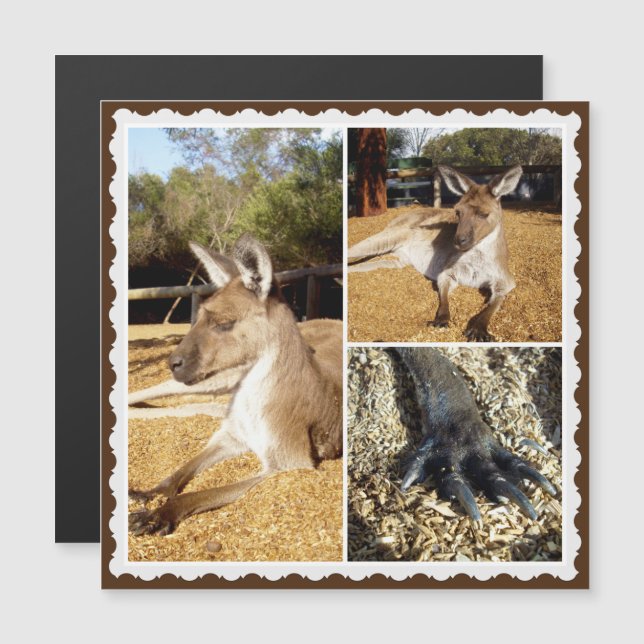 Thee Kangaroo Picture Collage, Magnetic Card (Front/Back)