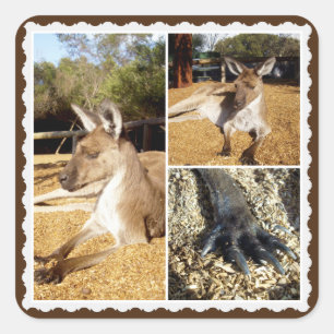 Thee Kangaroo Picture Collage, Square Stickers