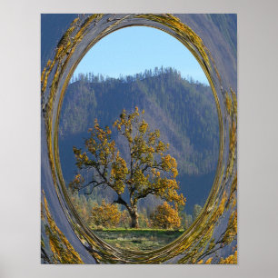 Thee old oak tree..... poster