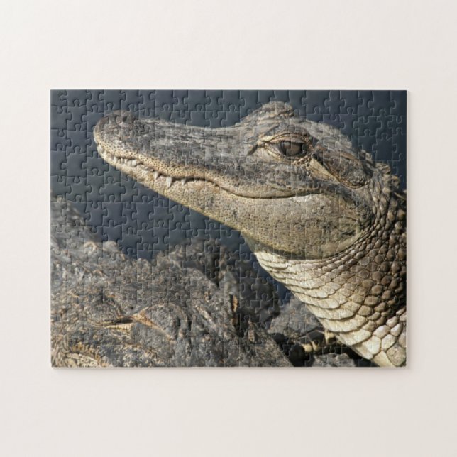 Thème de la nature Alligators en direct Puzzles po (Horizontal)