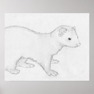 "Theo" Ferret Drawing Poster