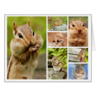Theo the Amigo Chipmunk Large Collage