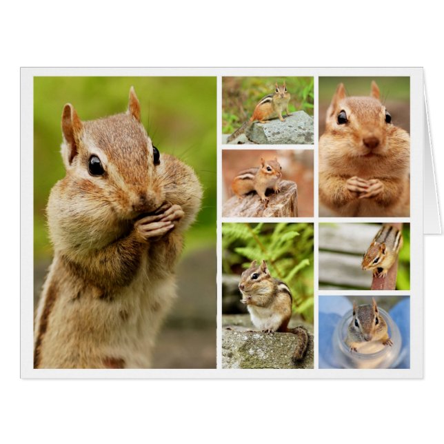 Theo the Amigo Chipmunk Large Collage (Front Horizontal)
