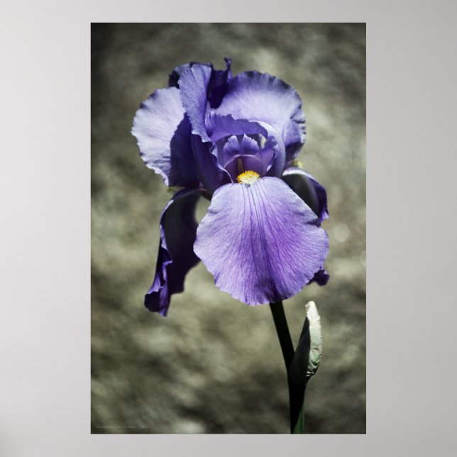 There is Beauty Print (Front)