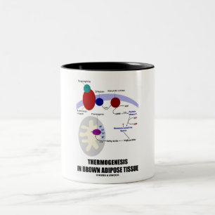 Thermogenesis In Brown Adipose Tissue Two-Tone Coffee Mug