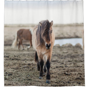THESE HORSES ARE VERY SWEET AND INQUISITIVE